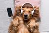cute dog lying down with headphones on