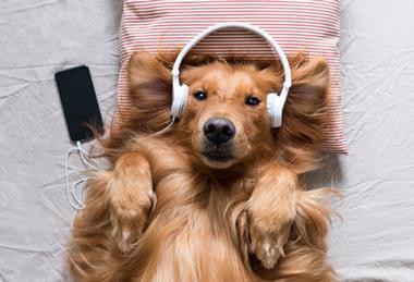 cute dog lying down with headphones on